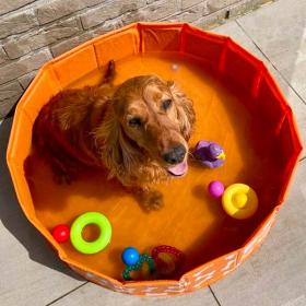 Sunwave Brands Piscina Per Cani - L'Orso Dado